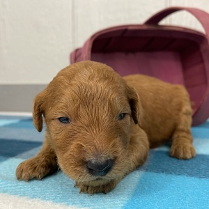 Goldendoodle Puppy Paul