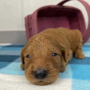 Goldendoodle Puppy Paul