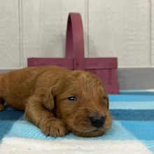 Goldendoodle Puppy Paul