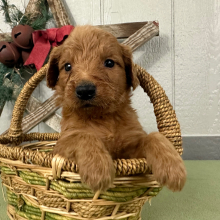 Goldendoodle Puppy Paul