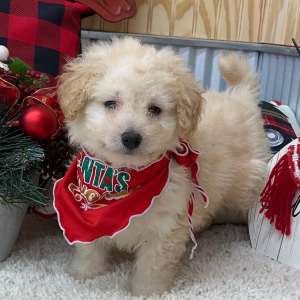 Pomapoo Puppy Lonny