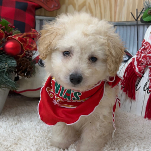 Pomapoo Puppy Lonny