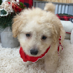 Pomapoo Puppy Lonny