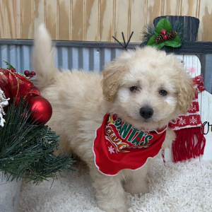 Pomapoo Puppy Lonny
