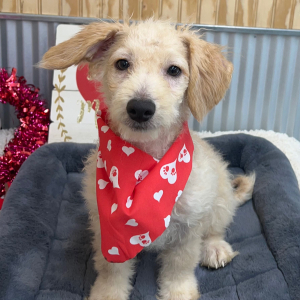 Pomapoo Puppy Lonny
