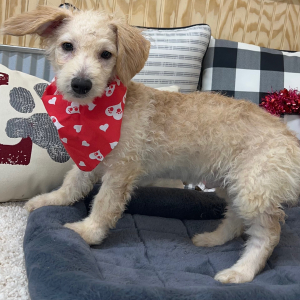 Pomapoo Puppy Lonny