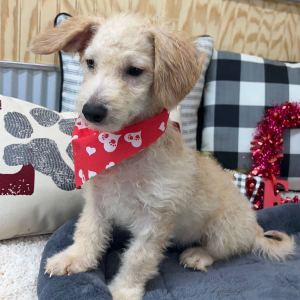 Pomapoo Puppy Lonny