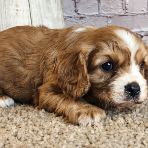 Cavalier King Charles Spaniel Puppy Dre