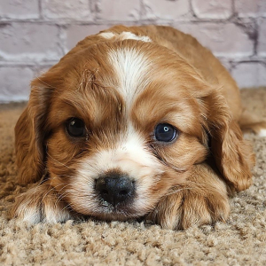 Cavalier King Charles Spaniel Puppy Dre
