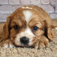 Cavalier King Charles Spaniel Puppy Dre