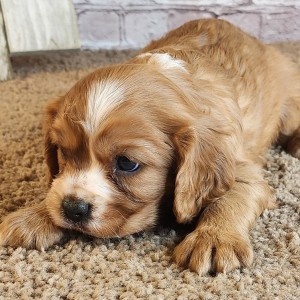 Cavalier King Charles Spaniel Puppy Dre