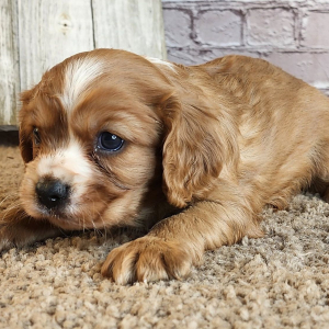 Cavalier King Charles Spaniel Puppy Dre