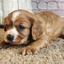 Cavalier King Charles Spaniel Puppy Dre