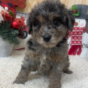 Aussiedoodle Puppy Conner