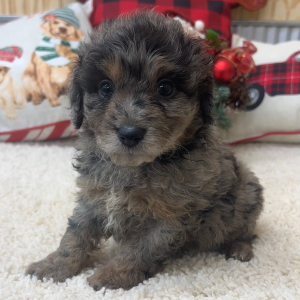 Aussiedoodle Puppy Conner