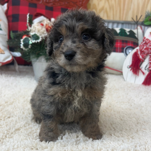 Aussiedoodle Puppy Conner