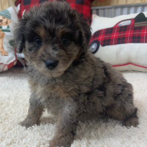 Aussiedoodle Puppy Conner