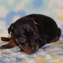 Miniature Pinscher Puppy Bailey