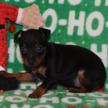 Miniature Pinscher Puppy Bailey