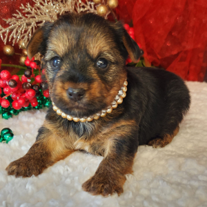 Yorkshire Terrier Puppy Hank
