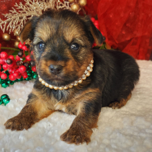Yorkshire Terrier Puppy Hank