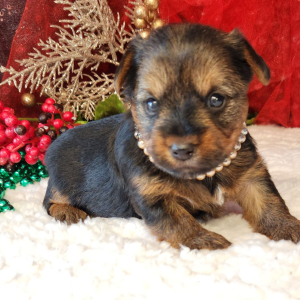 Yorkshire Terrier Puppy Hank