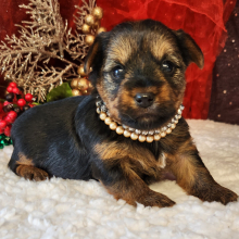 Yorkshire Terrier Puppy Hank