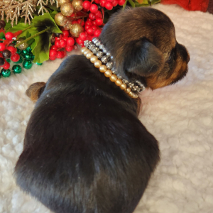 Yorkshire Terrier Puppy Hank