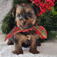 Yorkshire Terrier Puppy Hank