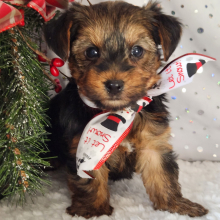 Yorkshire Terrier Puppy Hank