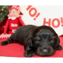 Dachshund Puppy Axel