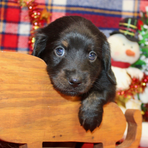 Dachshund Puppy Axel