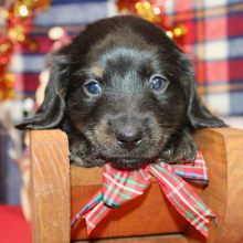 Dachshund Puppy Axel
