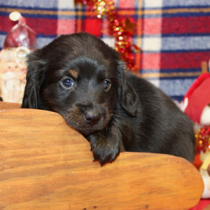 Dachshund Puppy Axel