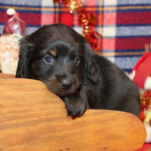 Dachshund Puppy Axel