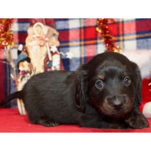 Dachshund Puppy Axel