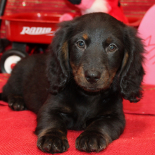Dachshund Puppy Axel