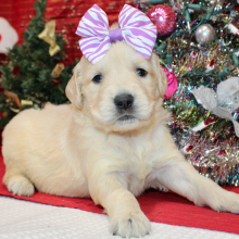 Golden Retriever Puppy Danee