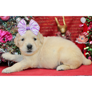 Golden Retriever Puppy Danee