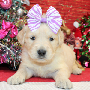 Golden Retriever Puppy Danee