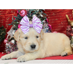 Golden Retriever Puppy Danee