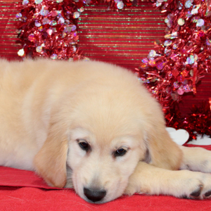 Golden Retriever Puppy Danee