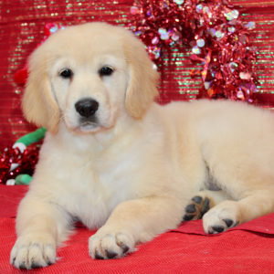 Golden Retriever Puppy Danee