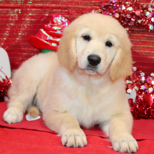 Golden Retriever Puppy Danee