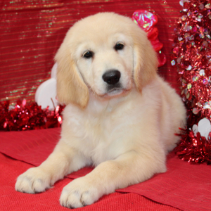 Golden Retriever Puppy Danee