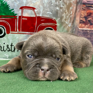 French Bulldog Puppy Rooster