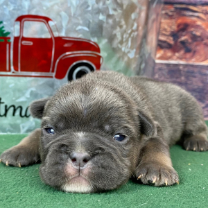 French Bulldog Puppy Rooster