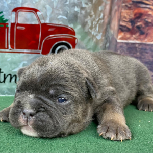 French Bulldog Puppy Rooster
