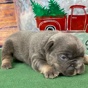 French Bulldog Puppy Rooster
