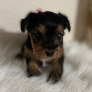 Yorkshire Terrier Puppy Molly